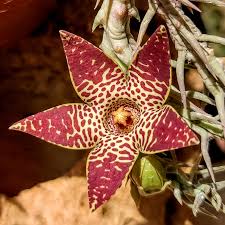 Image result for Orbea lugardii