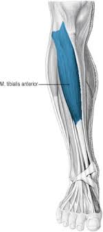 Anterior Tibial Syndrome An Overview Sciencedirect Topics