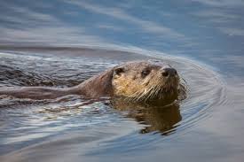 Check spelling or type a new query. The Difference Between Sea And River Otters