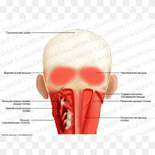 It has two major parts. Muscle Head Neck Spinalis Coronal Plane Sternocleidomastoid Muscle Text Hand Head Png Pngwing