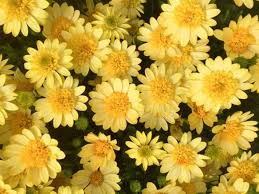 Image result for foto Osteospermum