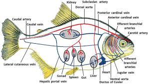 Fish heart has 2 chambers, whereas reptile heart has 3 chambers. The Cardiovascular System Sciencedirect
