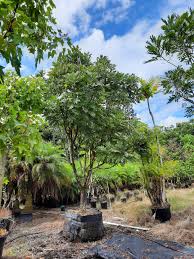 Image result for Filicium decipiens