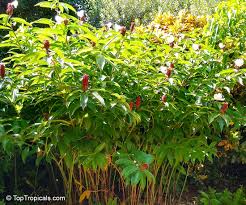 Image result for Costus