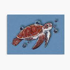 I use two brand of color in this drawing. Sea Turtle Swimming With Bubbles Marine Life Ocean Art Drawing Wildlife Poster By Joyce Redbubble