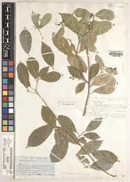 Image result for Rinorea brachypetala