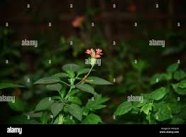 Image result for Crossandra greenstockii