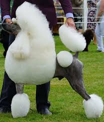 Black And White Standard Poodle For Sale Love The Skin Color On This White Standard Poodle Poodle Grooming Poodle Standard Poodle Haircuts