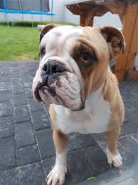 The original bulldog from victorian times. Lola The Very Cute 3 Year Old English Bulldog Rescue Angels Facebook