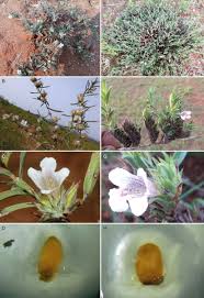 Image result for Lepidagathis