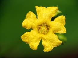 Image result for Melothria sphaerocarpa