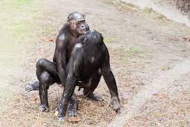 Файл:Bonobo sexual behavior 1.jpg — Википедия