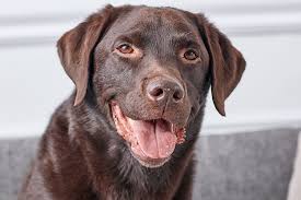 Image result for labrador retrívr