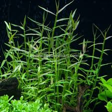 Image result for Murdannia tenuissima