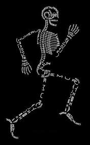 د حسين هاني كرم On Twitter Anatomy Bones Anatomy Nurse