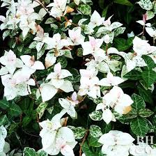 800 x 500 jpeg 593 кб. Star Jasmine Better Homes Gardens