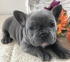 A po box 2492, brockton, ma 02305 shelter helping to find loving homes for dogs. French Bulldog Puppies For Adoption The Y Guide