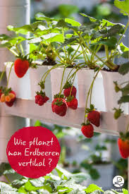 Freuen sie sich auf das gärtnern mit waschbär! Erdbeeren Vertikal Anbauen Anleitung Fur Zuhause Plantura Erdbeeren Garten Erdbeeren Ziehen Pflanzen