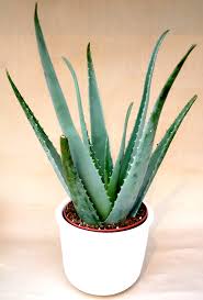 Arrosez convenablement l'aloe vera étape 3. Aloes Planter Et Cultiver Ooreka