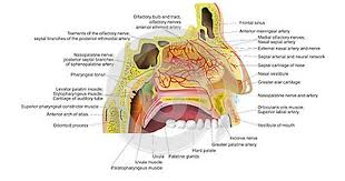 Pin On Anatomy Body Parts