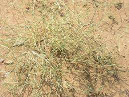Image result for Panicum trichocladum