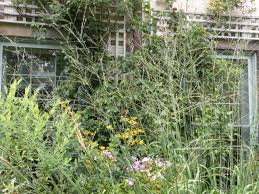 Image result for Grona stolzii