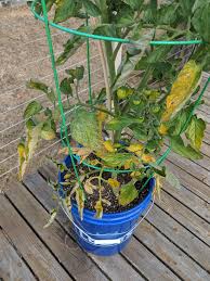 Tomato leaves turning yellow at bottom. My Tomato Plants Leaves Are Turning Yellow On The Bottom Any Advice For A Novice Gardner Garden Maintenance