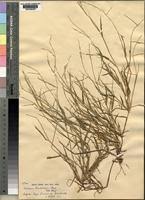 Image result for Acroceras amplectens