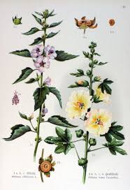 Gravure Couleur Ancienne De Fleur Althaea Officinalis Althaea Rosea Jpg Gravures Gravures Anciennes De Fleurs Dessins Botaniques Illustration De La Nature