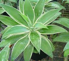 There is a complete balance of elements and light in the crystalline ray. Agave Attenuata Ray Of Light
