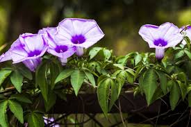 Penting mengetahui nama bunga / tumbuhan maupun hewan untuk menghindari kesalahan. Ketahui 6 Tanaman Hias Merambat Serasa Di Negeri Dongeng