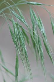 Image result for Bromus leptoclados