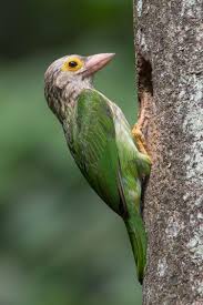 5 Lineated Barbet Psilopogon Lineatus Found In The Northern Parts Of The Indian Subcontinent Along The Southern Foothills Of The Himalayas And Also In Kus
