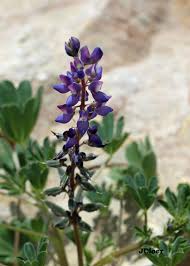 Texas bluebonnets are both perennials and annuals. Weeds Or Wildflowers Arts And Leisure Tucson Com