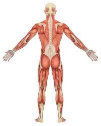 Anatomy and kinesiology of the lower body. The Complete Guide To Lower Body Muscles For Exercise Empower Your Wellness