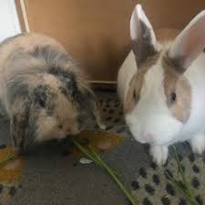 Er ist putzmunter, aber kein kuschelkaninchen. Privatvermittlung