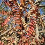 Image result for Kirkiaceae