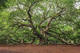 The weather is hot and humid during the summer in charleston, so visit in the spring or fall to truly enjoy the majesty of angel oak. Angel Oak Sc Picture Project