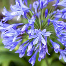 Charming Blue Agapanthus Bulbs For Sale Online Johanna Easy To Grow Bulbs