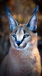Muchatseble Small Wild Cats Majestic Animals Animals