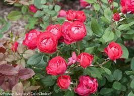 Your rose garden stock images are ready. Caring For Roses A Beginner S Rose Growing Guide Garden Design