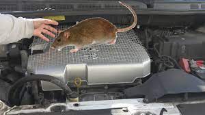 How do you keep rats out of your engine? How To Prevent Rats From Going Into Your Car Engine And Other Places Youtube