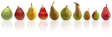 Pear Varieties Usa Pears Trade Site