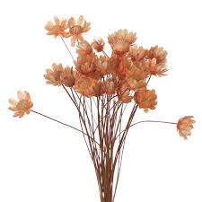 Maybe you would like to learn more about one of these? 2021 New 30pcs Dried Flower Brazilian Little Star Flower Gypsophila Chrysanthemum Art Decor Diy Walmart Canada