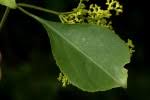 Image result for Hippocratea indica