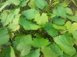 Image result for Vitis