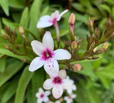 Image result for Ruspolia seticalyx