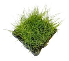 Image result for Eleocharis minima