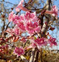 Image result for Stereospermum kunthianum