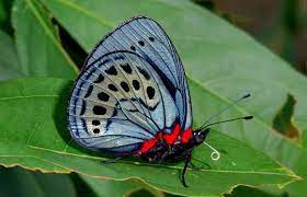 Pin En Mariposas